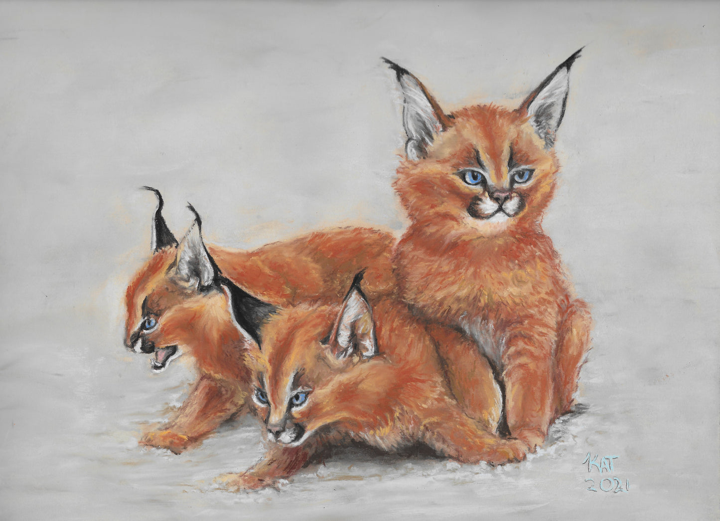 African Bobcat Kittens