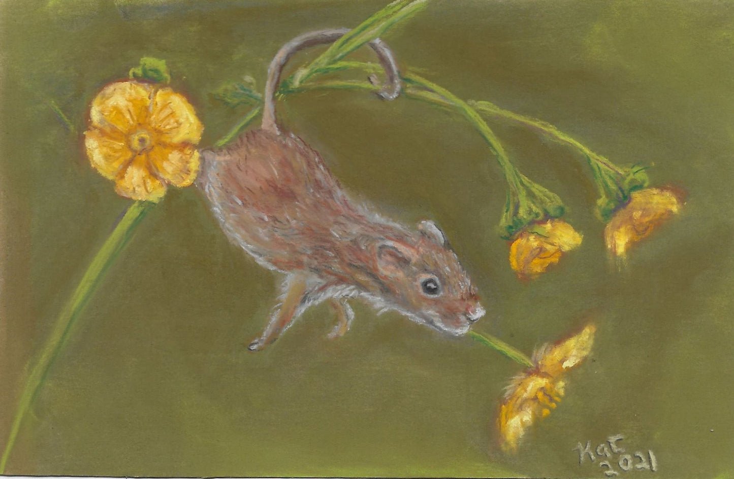Buttercup Mouse